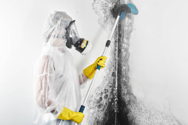 Best Mold Remediation for Healthcare Facilities  in Bear Creek, AK