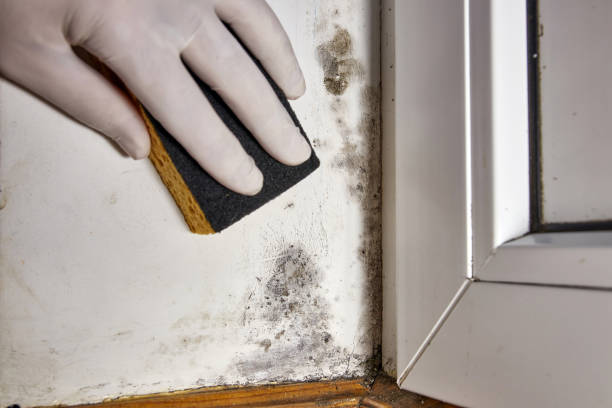 Professional Mold Removal in Bear Creek, AK